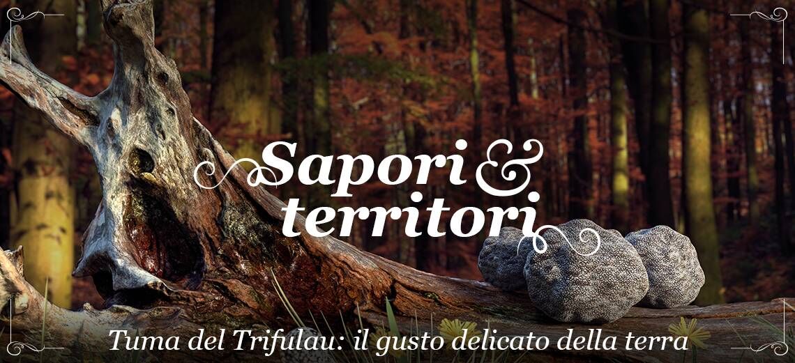 Sapori & Territori: Tuma del Trifulau