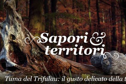 Sapori & Territori: Tuma del Trifulau